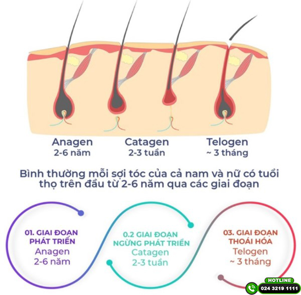 chu kỳ của tóc